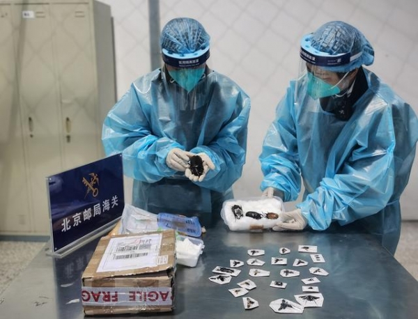 北京海关从入境邮件中截获一世界最大天牛标本-2.jpg
