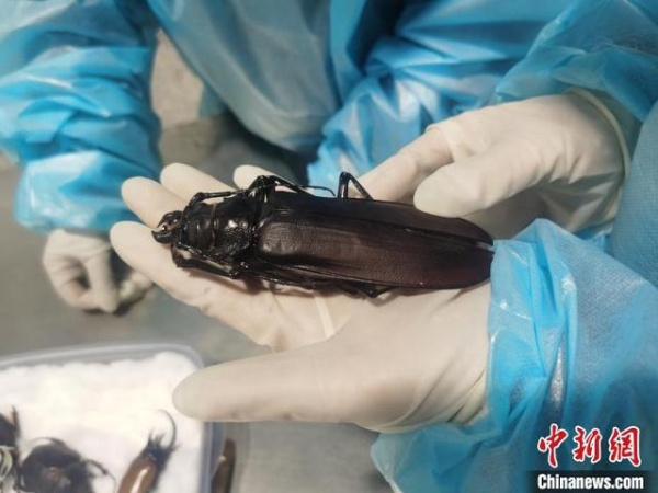 北京海关首次截获体型最大天牛标本-2.jpg