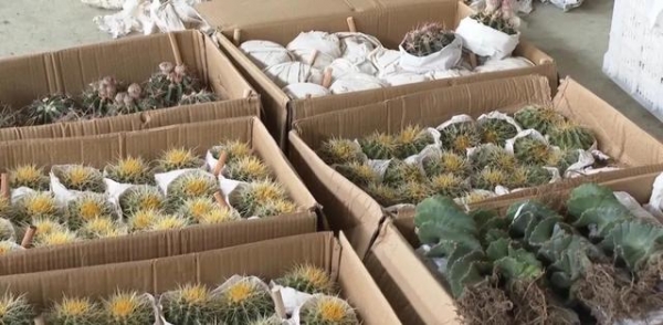 大单！友谊关海关查获一批濒危植物，数量达2592株-2.jpg