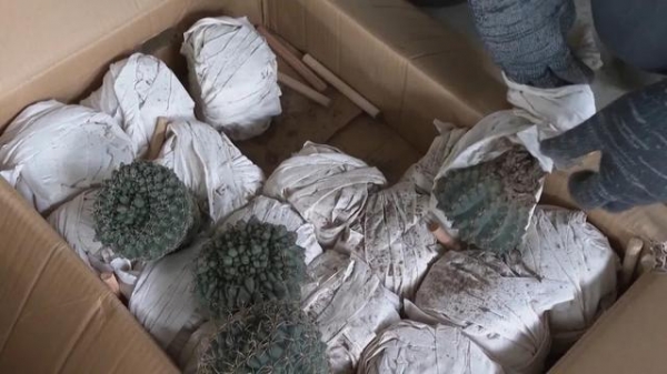 大单！友谊关海关查获一批濒危植物，数量达2592株-4.jpg