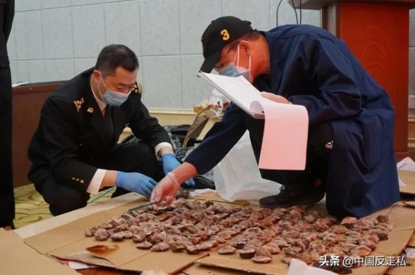 【中国反走私】660件！满洲里海关移交查获走私野生动物制品-2.jpg