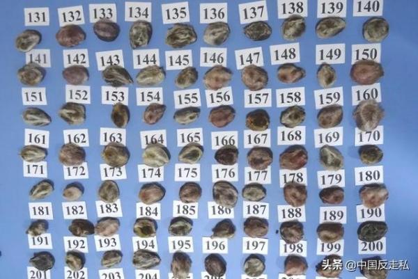 【中国反走私】660件！满洲里海关移交查获走私野生动物制品-4.jpg