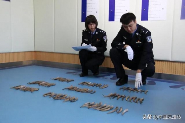 【中国反走私】660件！满洲里海关移交查获走私野生动物制品-5.jpg