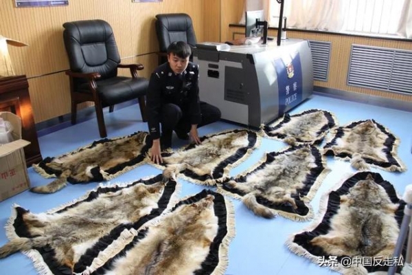 【中国反走私】660件！满洲里海关移交查获走私野生动物制品-6.jpg