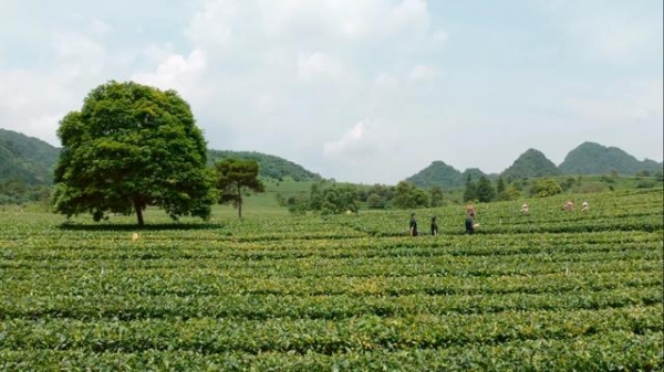 解读 | 一文读懂茶叶出口-3.jpg