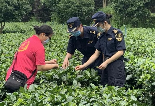 解读 | 一文读懂茶叶出口-4.jpg