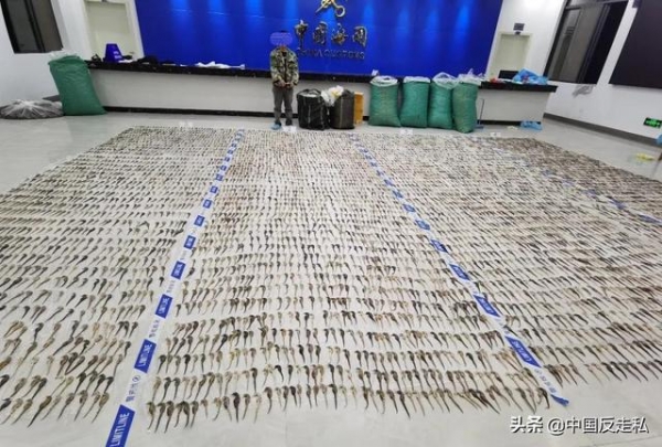 【国门利剑2021】南宁海关缉私局破获一起涉嫌走私海马干案，涉案海马干7000余尾-9.jpg
