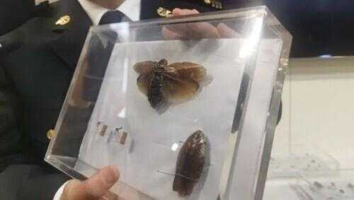 头皮发麻！上海海关截获，这种外来蟑螂竟被当成宠物？淘宝卖到100元一只-3.jpg