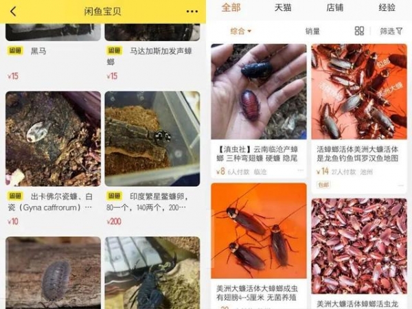 头皮发麻！上海海关截获，这种外来蟑螂竟被当成宠物？淘宝卖到100元一只-2.jpg