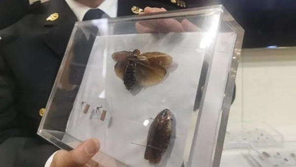 头皮发麻！上海海关截获，这种外来蟑螂竟被当成宠物？淘宝卖到100元一只-4.jpg