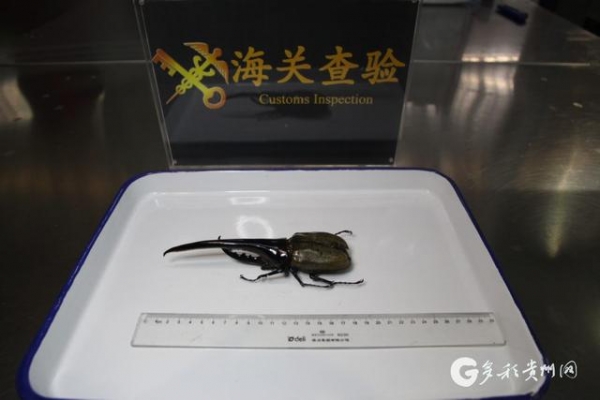 比手掌还大！贵阳海关查获1只19.5厘米长的巨型甲虫-1.jpg