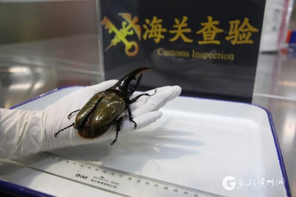 比手掌还大！贵阳海关查获1只19.5厘米长的巨型甲虫-2.jpg