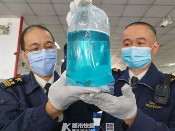 申报入境的“洗发水”截获活体青鳉鱼！杭州海关提醒：海淘小鱼不要随便“邮”进国内-1.jpg