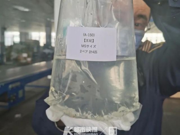 申报入境的“洗发水”截获活体青鳉鱼！杭州海关提醒：海淘小鱼不要随便“邮”进国内-2.jpg
