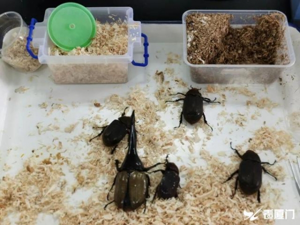 特别长！厦门海关首次查获5只活体长戟大兜虫-2.jpg
