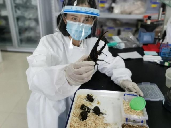 5只！厦门海关首次查获世界最长甲虫-1.jpg