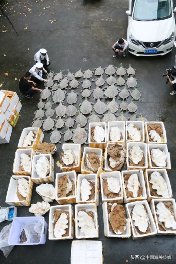 海关移交1.3吨濒危水生动物制品-1.jpg