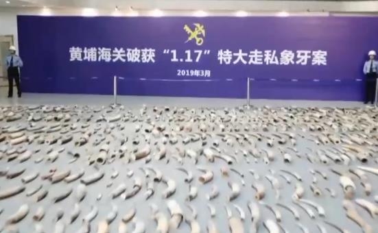 价值6.8亿 走私象牙超20吨 4661根象牙被海关查获-1.jpg
