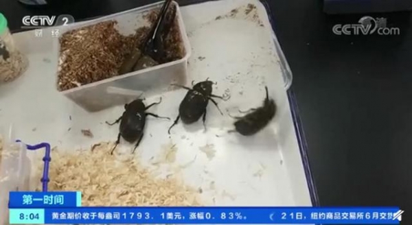 头皮发麻！海关截获5只活体海格力斯长戟大兜虫：系世界最大甲虫之一-2.jpg
