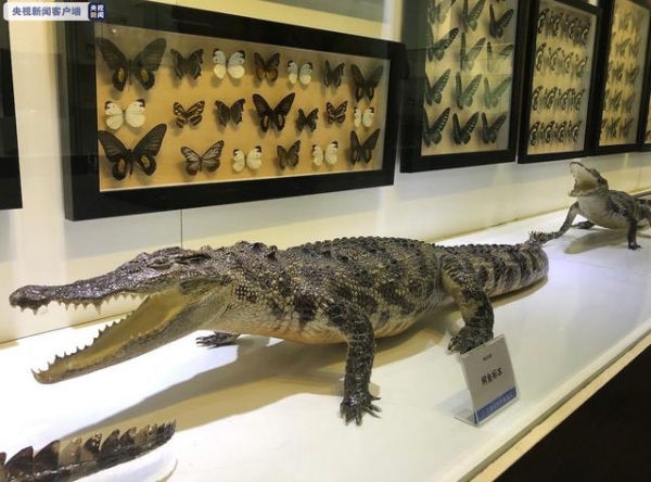 多肉植物不能随意携带进境 天津海关通报走私案例-1.jpg