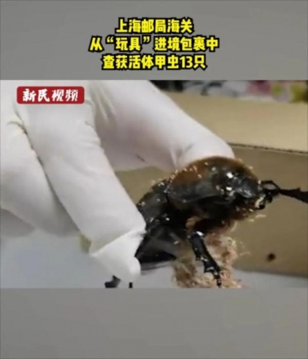 头皮发麻！蟑螂竟当成宠物网上售卖？上海海关截获的外来生物还不止这些-2.jpg