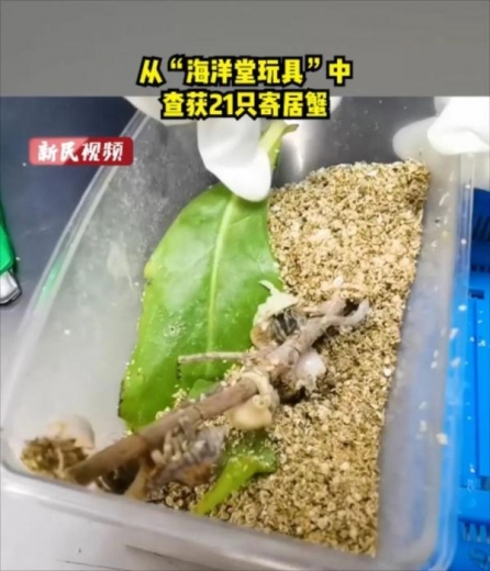 头皮发麻！蟑螂竟当成宠物网上售卖？上海海关截获的外来生物还不止这些-3.jpg