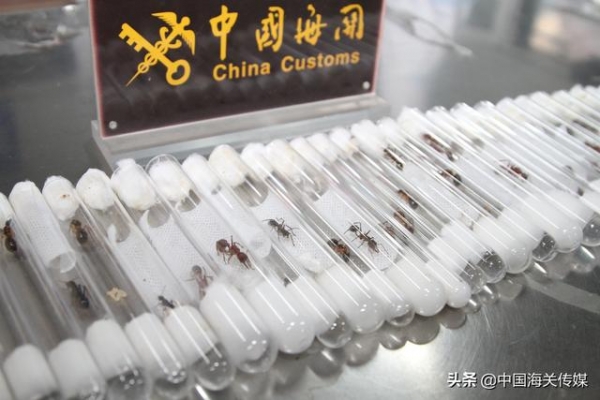 青岛海关截获38只危险活蚂蚁-1.jpg