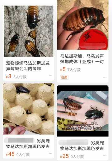 红火蚁、非洲蟑螂竟成宠物！海关截获→-4.jpg