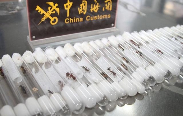 青岛海关查获38只世界上最危险的蚂蚁活体蚂蚁，海关还查到过什么-2.jpg