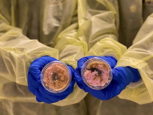 南昌海关查获9只活体甲虫 均为印尼金锹甲-2.jpg