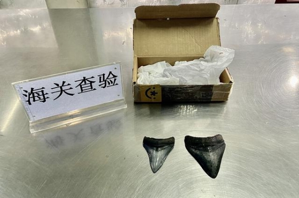 重庆江北机场海关首次查获巨齿鲨牙齿化石，申报品名为“玩具”-1.jpg