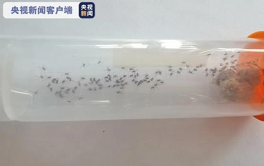 南通海关再次截获活体剧毒“寡妇蛛”及大量新鲜蜘蛛卵囊-4.jpg