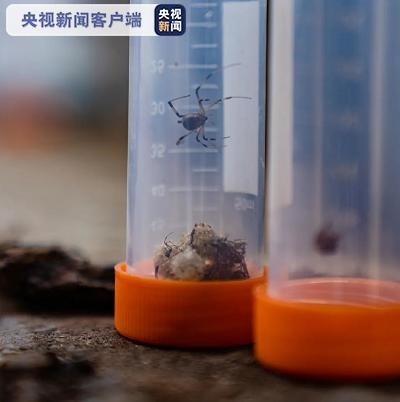 南通海关再次截获活体剧毒“寡妇蛛”及大量新鲜蜘蛛卵囊-2.jpg