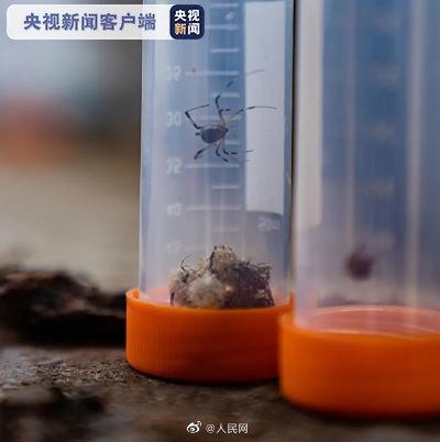 南通海关截获活体剧毒寡妇蛛及大量新鲜蜘蛛卵囊-3.jpg