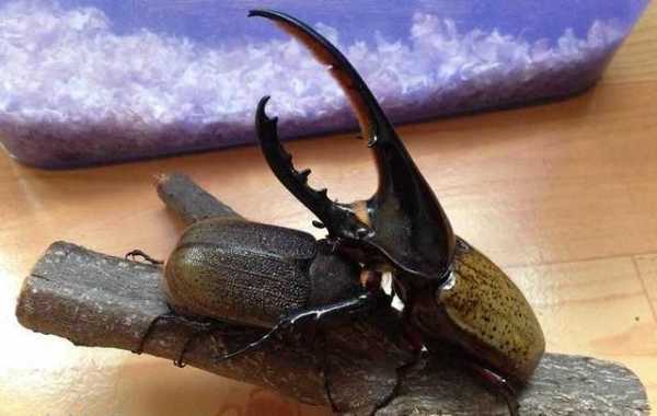 海关截获世界最长甲虫，力量奇大被称“大力神”，已成异宠界新宠-9.jpg