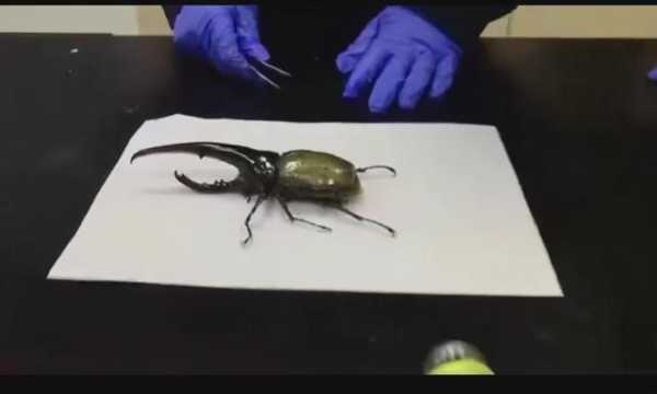 海关截获世界最长甲虫，力量奇大被称“大力神”，已成异宠界新宠-11.jpg