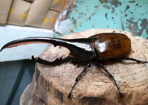 海关截获世界最长甲虫，力量奇大被称“大力神”，已成异宠界新宠-13.jpg
