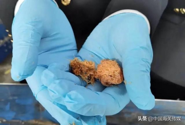 温州海关截获145只南美角蛙-3.jpg