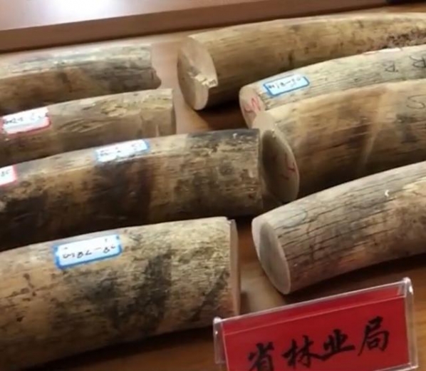 南京海关移交一批濒危野生动植物及其制品，其中含34段象牙原牙-1.jpg