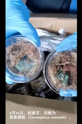 温州海关截获145只南美角蛙-1.jpg