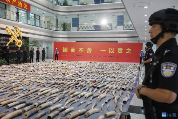 黄埔海关：“1.17”特大象牙走私案犯罪嫌疑人全部到案-1.jpg