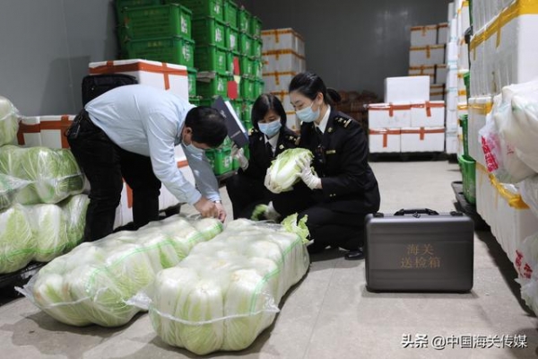 粤港澳大湾区出口蔬菜千里保“鲜”-2.jpg