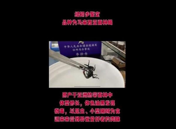 “收藏品”入境竟是一只15厘米活蝎子，海关：销毁-3.jpg