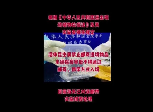 “收藏品”入境竟是一只15厘米活蝎子，海关：销毁-4.jpg