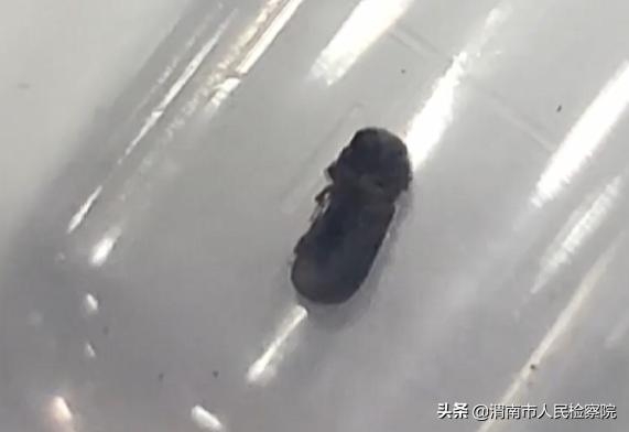 上海海关截获有害生物橡胶材小蠹：可造成树势减弱并引起真菌感染-1.jpg