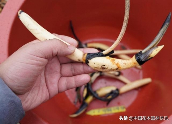 我国花卉进出口稳中向好 去年贸易总额达6.22亿美元-1.jpg