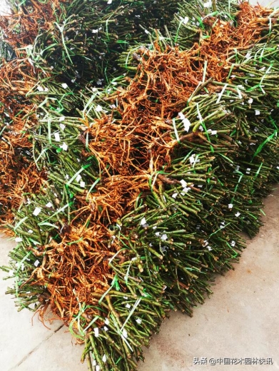 我国花卉进出口稳中向好 去年贸易总额达6.22亿美元-2.jpg