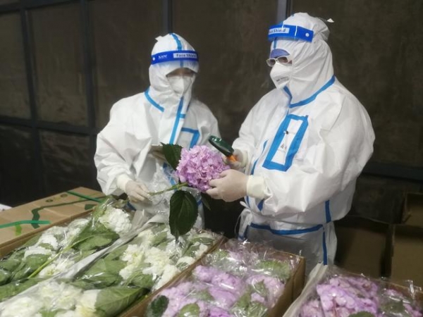 “我为群众办实事”！浦东机场海关打造节日期间鲜活农产品进口“高速跑道”-1.jpg