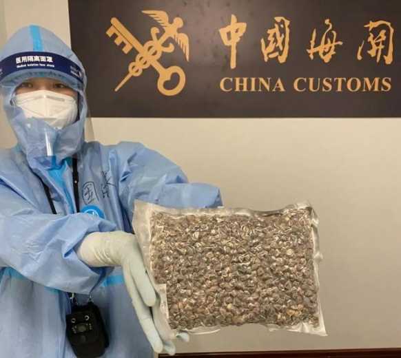 禁止入境！旅客违规携带辣木籽入境被海关截获-1.jpg