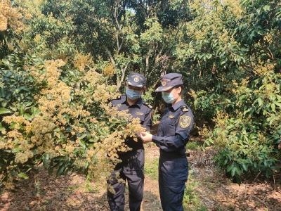 茂名海关8项措施助力荔枝等农产品出口-1.jpg